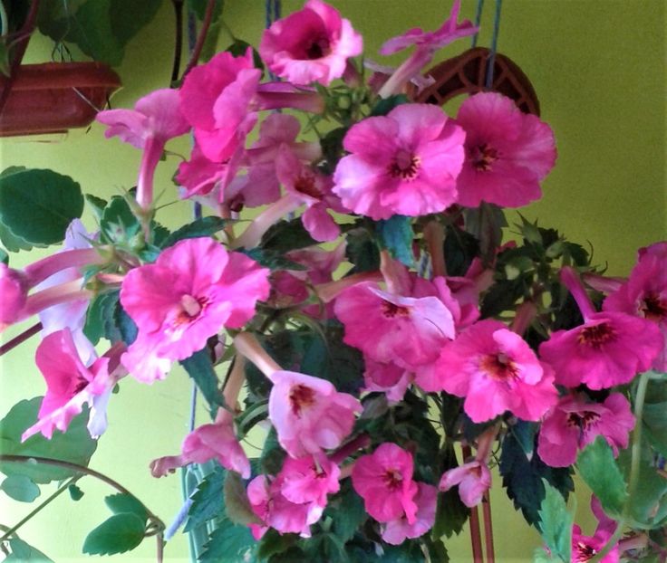  - 000012 ACHIMENES