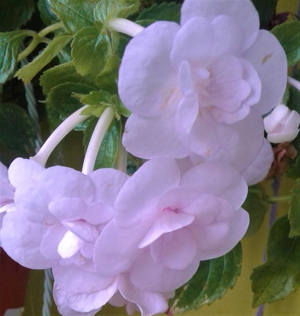  - 000012 ACHIMENES