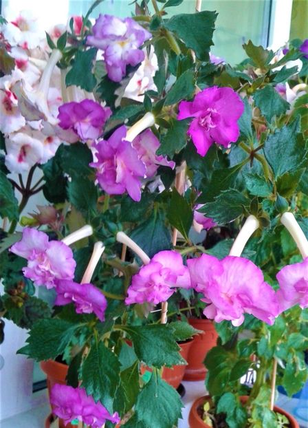  - 000012 ACHIMENES