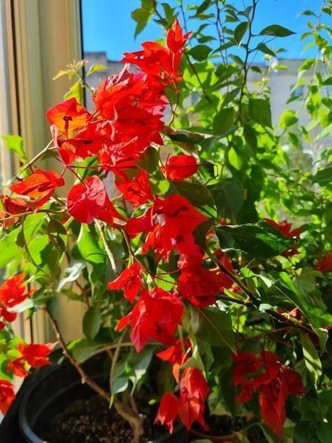 Flame - Bougainvillea 2021