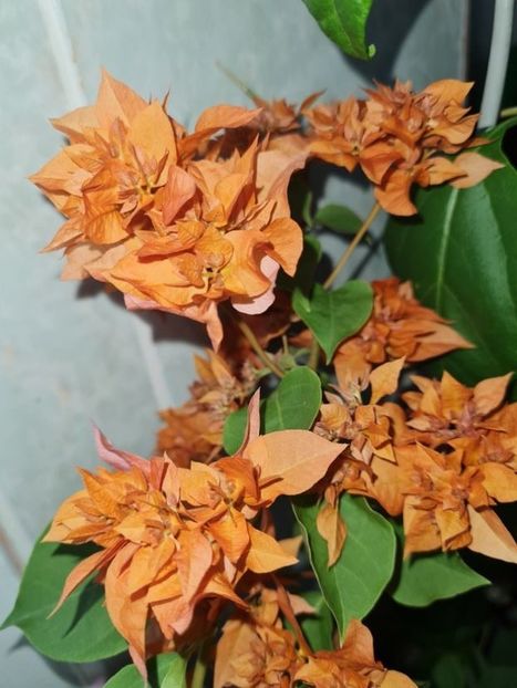 Mahara Orange - Bougainvillea 2021