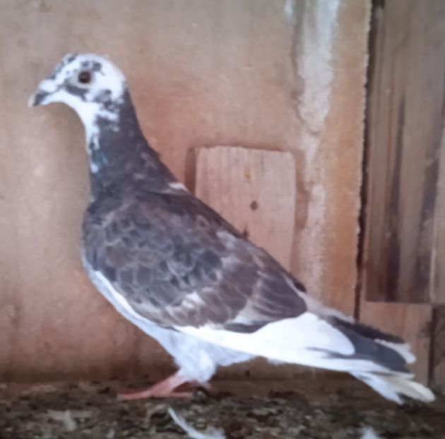 Mascul 21-000....-Glodeni - Porumbei vanduti