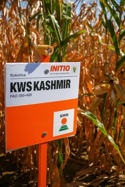  - Recolta porumb 2021