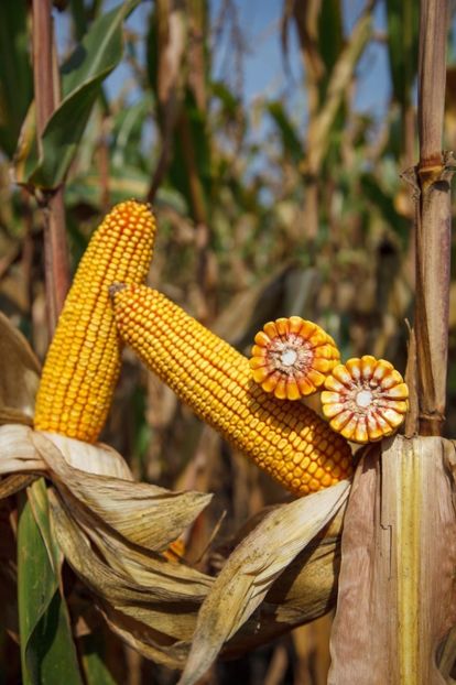  - Recolta porumb 2021