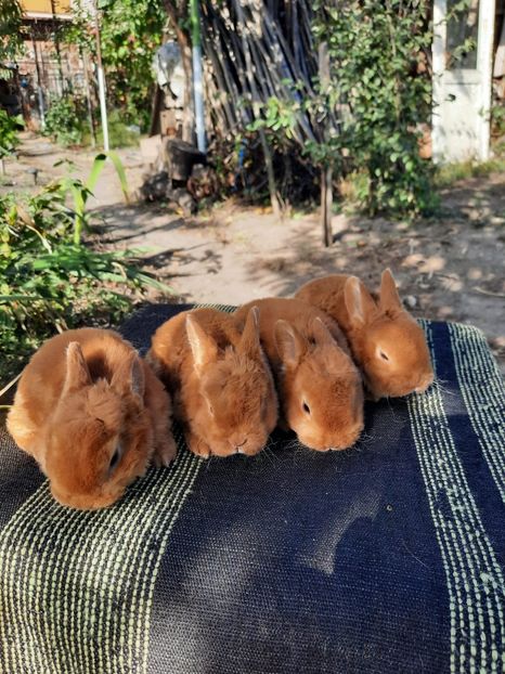 galbeni1 - Cuib din 20 09 2021