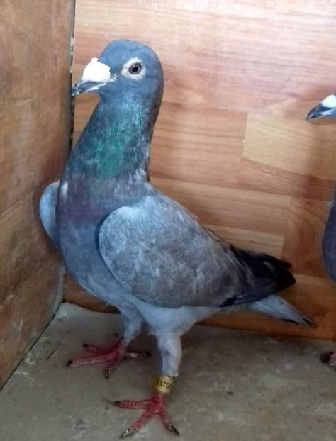  - Nu îmi aparțin 3