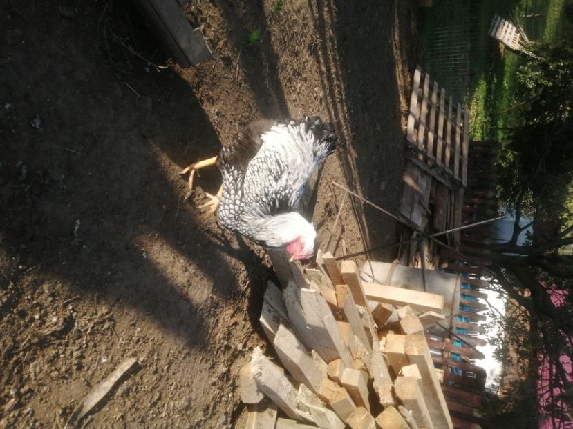  - Pui wyandotte argintiu și hibrid 2021