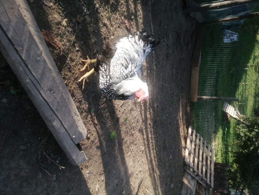  - Pui wyandotte argintiu și hibrid 2021