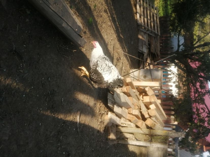  - Pui wyandotte argintiu și hibrid 2021