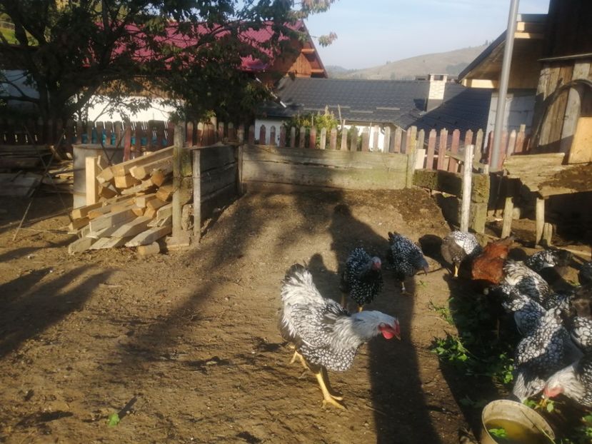  - Pui wyandotte argintiu și hibrid 2021