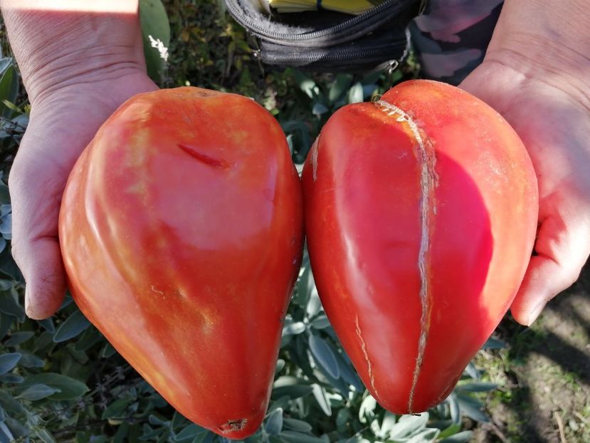  - SEMINTE ROSII - T 762 CUORE ANTICO DI ACQUI TERME