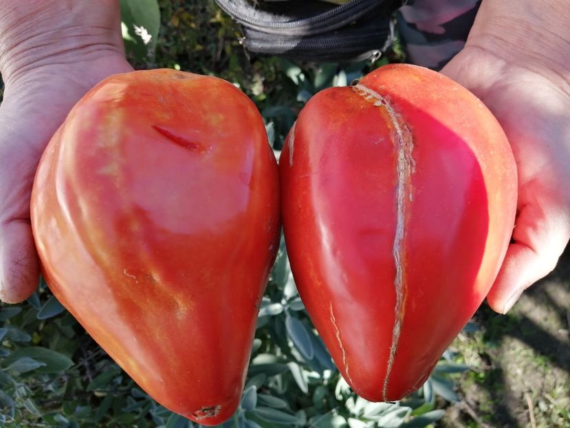  - SEMINTE ROSII - T 762 CUORE ANTICO DI ACQUI TERME