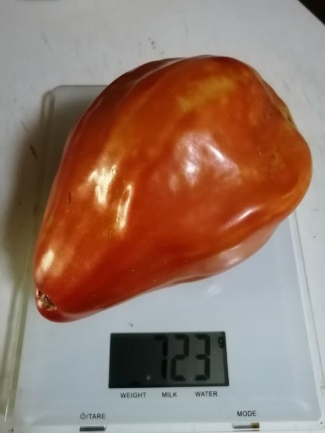  - SEMINTE ROSII - T 762 CUORE ANTICO DI ACQUI TERME