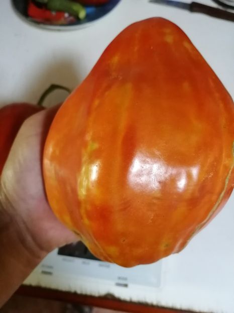  - SEMINTE ROSII - T 762 CUORE ANTICO DI ACQUI TERME