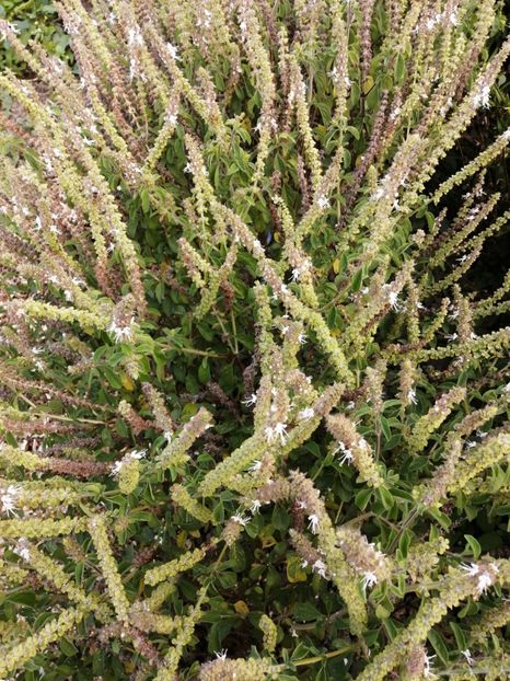  - SEMINTE BUSUIOC - D 153 KAPURA TULSI