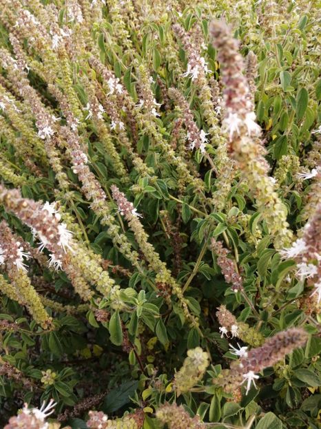  - SEMINTE BUSUIOC - D 153 KAPURA TULSI