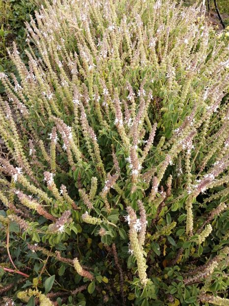  - SEMINTE BUSUIOC - D 153 KAPURA TULSI