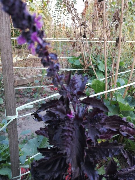  - SEMINTE BUSUIOC - D 151 PURPLE RUFFLES