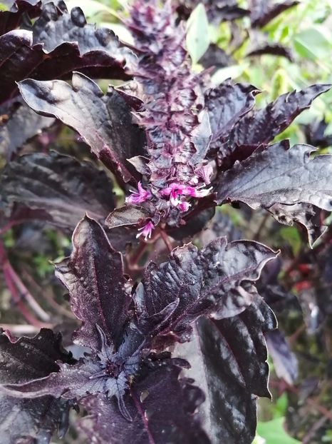  - SEMINTE BUSUIOC - D 151 PURPLE RUFFLES