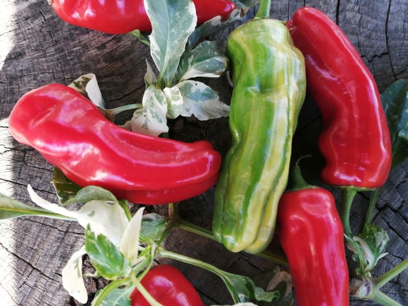  - SEMINTE ARDEI IUTE - AI 108 CANDY CANE