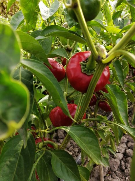  - SEMINTE ARDEI IUTE - AI 107 SWEET ÑORA PAPRIKA