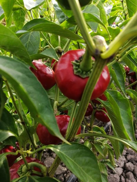  - SEMINTE ARDEI IUTE - AI 107 SWEET ÑORA PAPRIKA