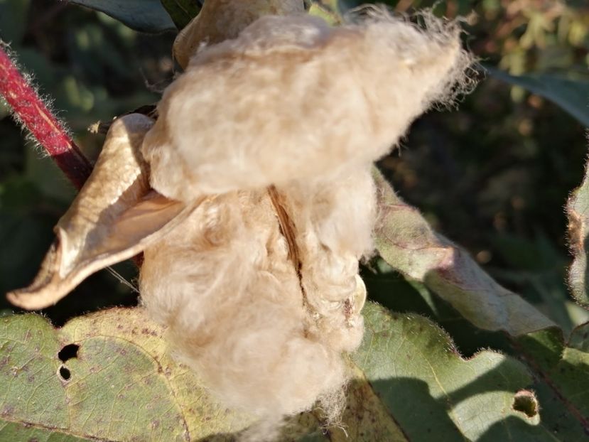  - Z SEMINTE BUMBAC MARON - SEA ISLAND BROWN COTTON