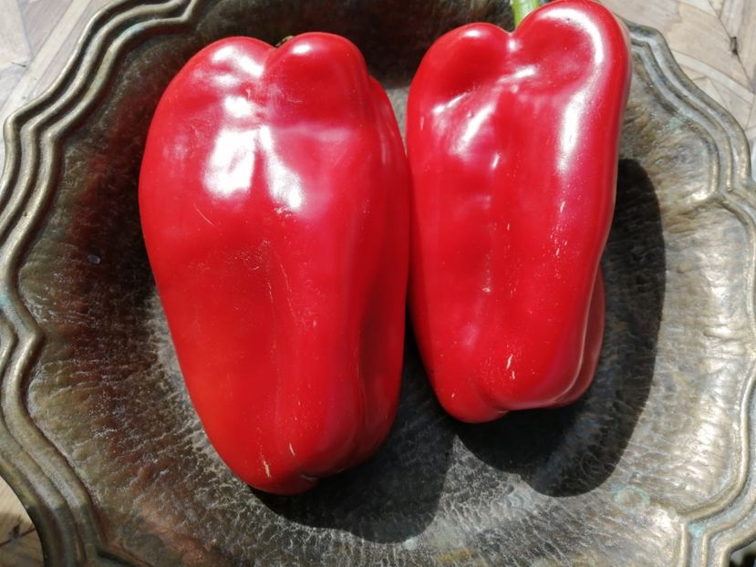  - SEMINTE ARDEI - A 38 PADISHAH PAPRIKA