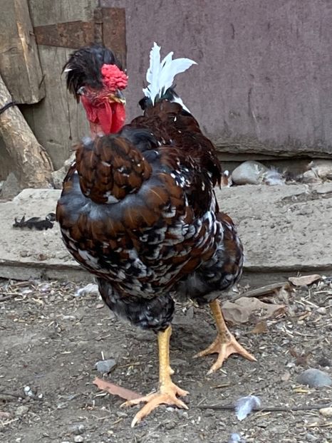 E0D0E242-98E0-4435-9A42-FE03BC77A1CA - Puisori 2021