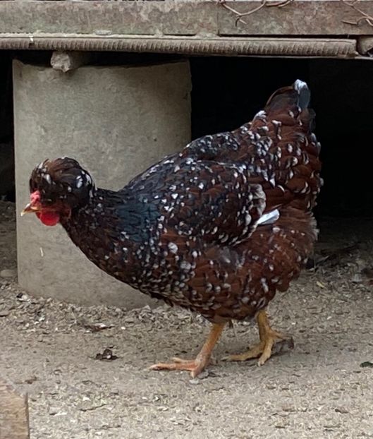 7A85D2AC-CCEF-4131-A8BF-13C622DA1FAF - Puisori 2021