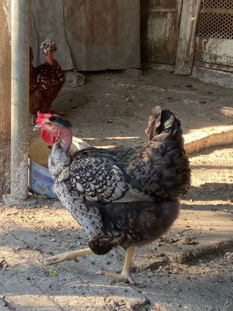 B7BEE168-2EE4-4A61-8AB8-7643FE2BF175 - Puisori 2021