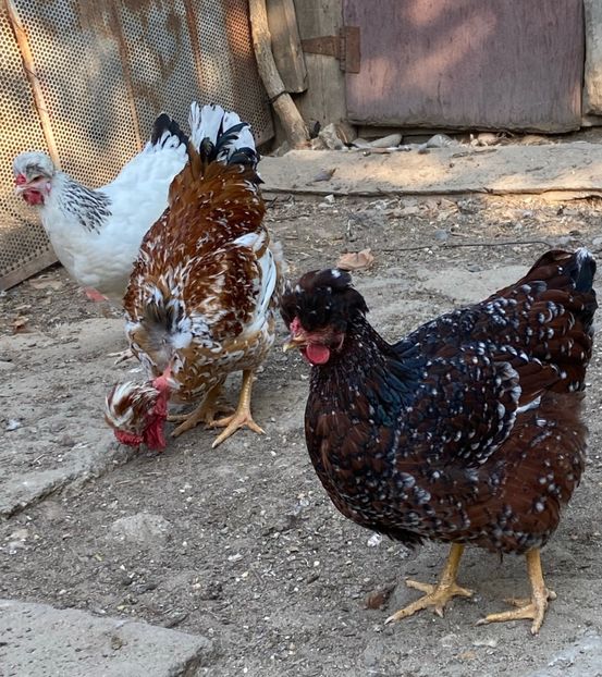 329A8F7F-AF82-4846-AD13-FF9283FBB6B9 - Puisori 2021