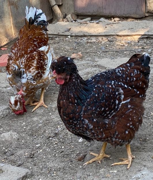 BEF3923D-B976-4E04-BDB5-768115F6AB57 - Puisori 2021