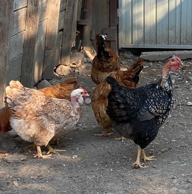 C5F20BD0-BD19-4D4C-B963-1A7EEFA5F83D - Puisori 2021