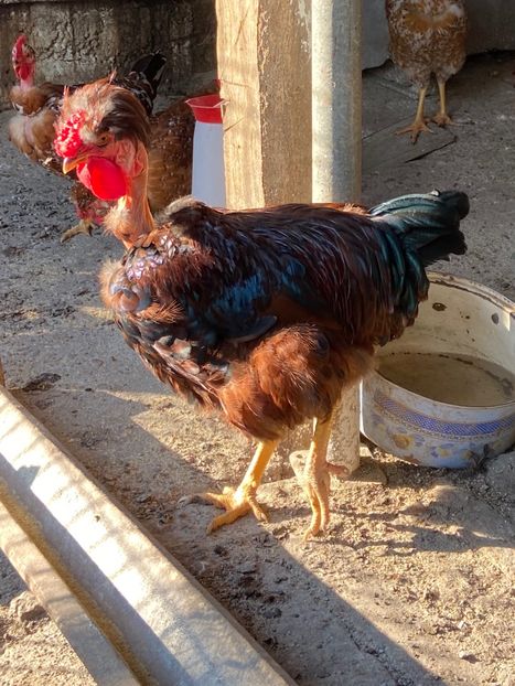 ACC64F12-2050-4F13-9161-66EC1DFEE182 - Puisori 2021