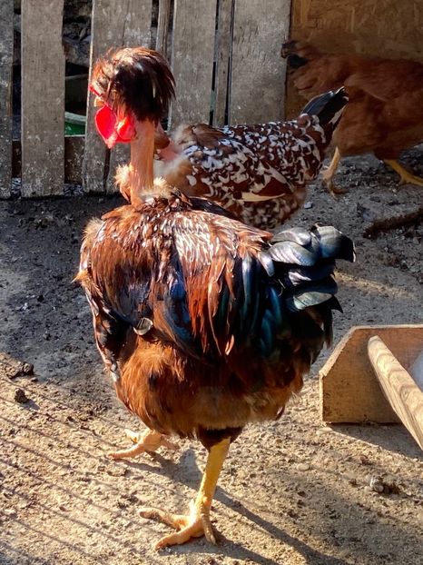 CAFB9494-19C0-408C-9305-2E9973004D63 - Puisori 2021