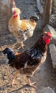 2B546392-DFCD-4586-9D5B-E1A57F2D39C0 - Puisori 2021