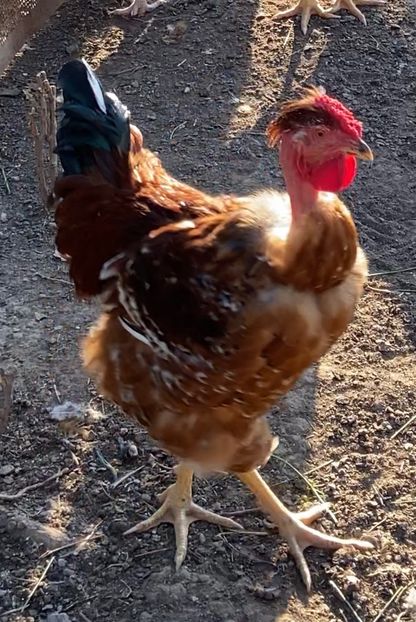 DBDA39BB-5D07-4520-9010-DF85A3DD2CE3 - Puisori 2021