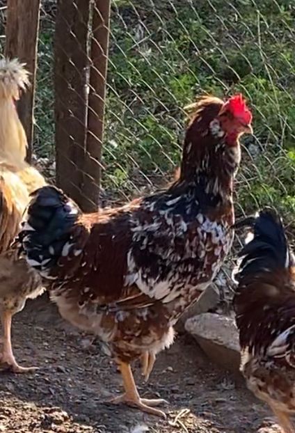 15C6E14D-7928-4682-A72C-3CBB72F49C15 - Puisori 2021