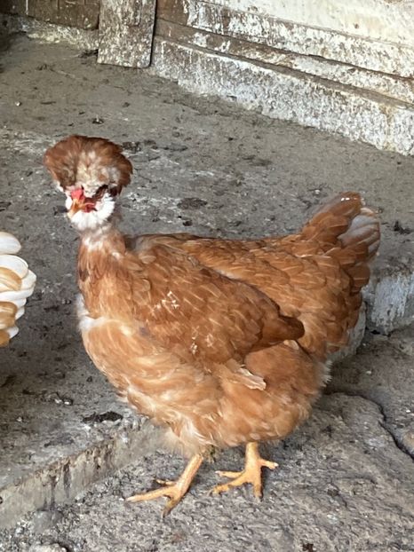 25F8C019-7612-4EA0-965D-DF8A85222461 - Puisori 2021