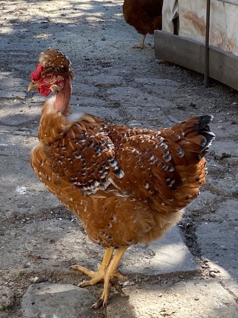 C729F6B7-EDB4-40B4-B34B-D493358971F3 - Puisori 2021