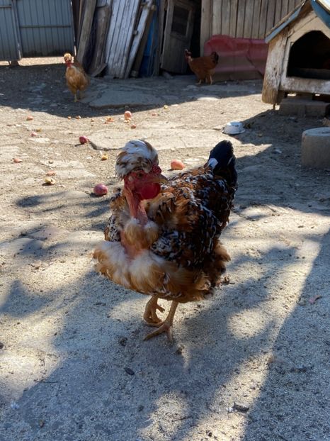 3C061F80-FBCE-4877-A91D-9145E6CC8F71 - Puisori 2021