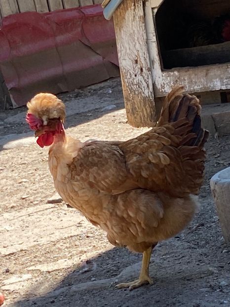 A9CA4797-A2C6-47E0-B2F9-17DC9168E79C - Puisori 2021