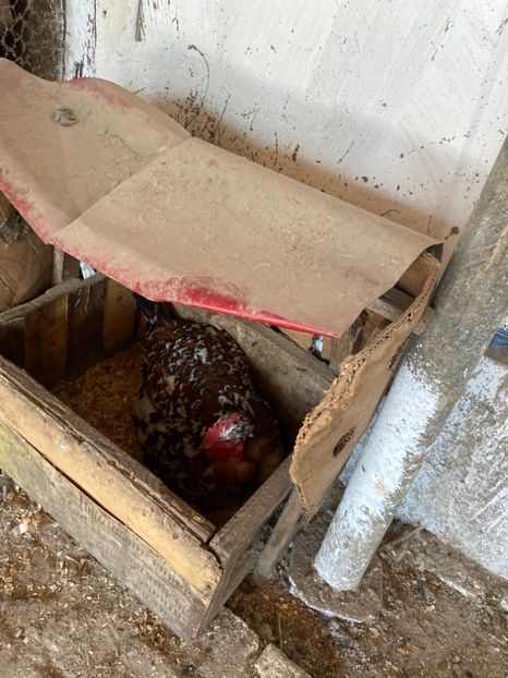 0159BE16-C792-45E4-8436-2EB9AABE9010 - Puisori 2021