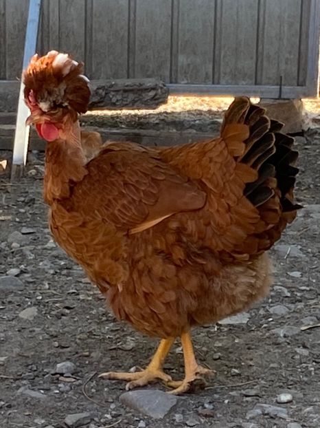 C9437ADC-1B0A-4B9C-80AF-0949963AA423 - Puisori 2021