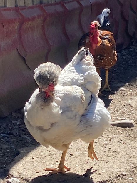 23CA6A7B-4C68-4D3E-8D7F-05D0FB1C5DB4 - Puisori 2021