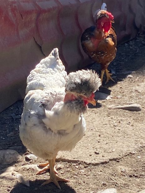 4D112845-8B32-4A2D-A593-EFC8B1221840 - Puisori 2021