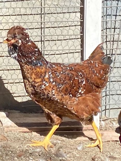 FE70E88A-53B0-4821-B526-791197CA4FC3 - Puisori 2021