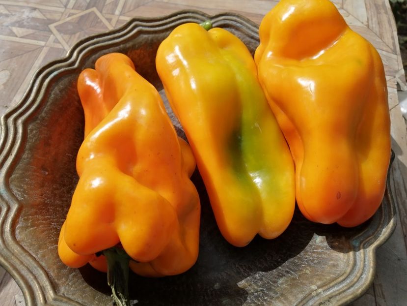  - SEMINTE ARDEI - A 27 SOLNTSE VSELENNOY PAPRIKA