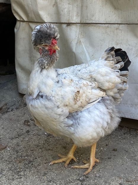 45B688B7-5B62-475F-9341-46DE16C40310 - Puisori 2021